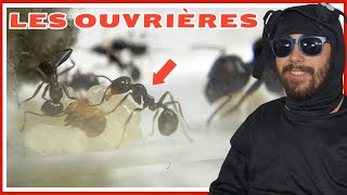 Guide fourmi Messor barbarus  les ouvrières épisode 3 [upl. by Justino783]