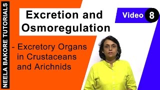 Excretion and Osmoregulation  NEET  Excretory Organs in Crustaceans and Arichnids  Neela Bakore [upl. by Ecined]