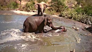 An Elephant and a Hippo Battles for the Waterhole [upl. by Gabbie]