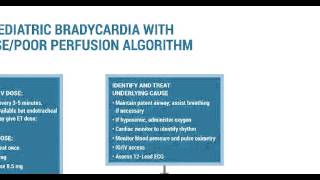 16 PALS  Bradycardia [upl. by Aiket]