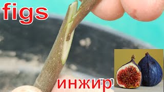 прививка инжира весной  grafting figs [upl. by Anazus]