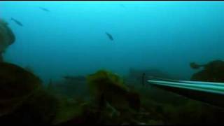 Spearfishing at Lofots Norway Part 1 [upl. by Strohben]