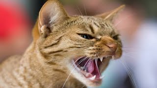 Male Cat Calling Female  Male Cat In Heat Sounds  Cat Mating Call Sounds [upl. by Nnylecoj]