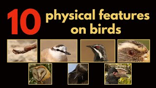 10 PHYSICAL FEATURES ON BIRDS [upl. by Mufinella]