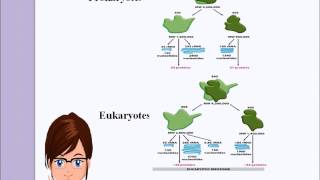 rRNA structure and functions [upl. by Werdma447]