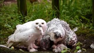 Snowy Owl family [upl. by Sheets]