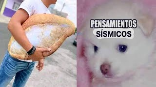 ¡UN BOLILLO PA EL SUSTO 🥖😨 SIMULACRO LISTO ¡AHORA VAMOS POR EL SISMO REAL 🌎⚡ LOS MEJORES MEMES 🤣 [upl. by Aeneus]