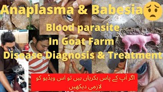 Outbreak of Anaplasmosisamp Babesiosis in a Goat herdDiagnosis amp Treatment by Dr Hafiz Nouman Zaheer [upl. by Mahsih]