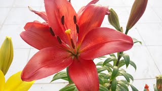 How to Care Asiatic Lily Plant  Care of Asiatic Lily  Lillium [upl. by Fortin]