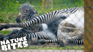 Zebra Gives Birth in Difficult Ordeal  The Secret Life of the Zoo  Nature Bites [upl. by Burbank]