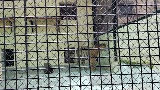 ALIPORE ZOO KOLKATA [upl. by Nosna]