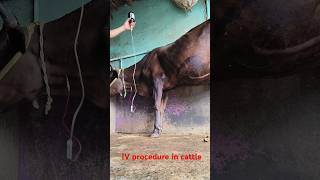 iv cannula in jugular vein in cattleiv procedure in a cowiv kaise lagaye goru [upl. by Amri]