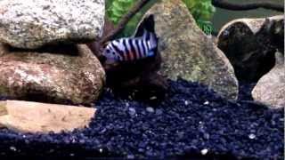 Convict Cichlid Tank Explanation [upl. by Bloch]