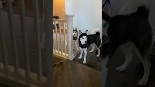 Huskies barking [upl. by Laith]