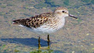 Least Sandpiper [upl. by Rengaw906]