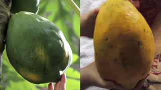 When to Harvest Papaya  Grow Everything  Episode 6 [upl. by Rieger]