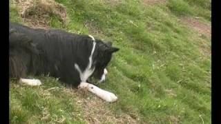 Border Collie Rescue  A Useful Dog  Episode 1 [upl. by Peoples]