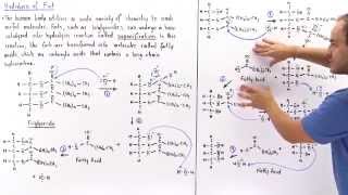 Hydrolysis of Triglycerides into Fatty Acids Saponification [upl. by Ydoc]