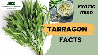 Tarragon  Exotic Herb  Artemisia dracunculus  Facts [upl. by Eimoan]