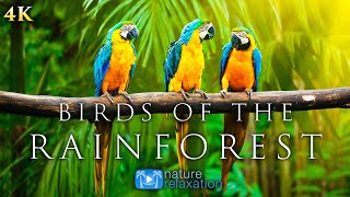 4K Breathtaking Colorful Birds of the Rainforest  1HR Wildlife Nature Film  Jungle Sounds in UHD [upl. by Auos]