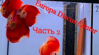 Europa Discus Center Часть 2 [upl. by Nanette492]