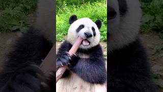 Bamboo The Lifeline for Pandas and the Planet shorts facts [upl. by Elleivap71]