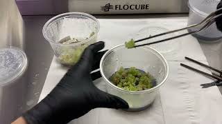 Showing off lophophora callus Plant Tissue culture [upl. by Mortie]