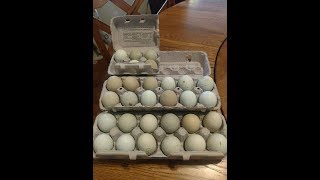 Araucana Chickens  Packaging Hatching Eggs for Shipping  April 182018 [upl. by Elizabet]