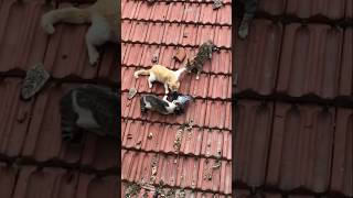 cats catch a pigeon😱😱🙀🕊️😱pigeon Hanumankind BigDagWscat viralreels music 1Mshorts 😺 [upl. by Goodill157]