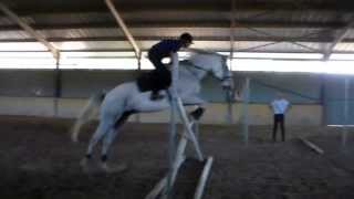 SOLO LUSITANO X WARMBLOOD GELDING [upl. by Stephenie]