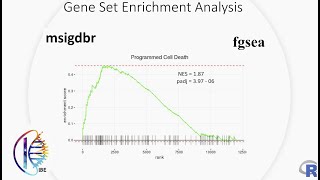 Gene Set Enrichment Analysis GSEA using Msigdbr and Fgsea [upl. by Bivins836]