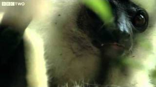 Rare Footage Of Endangered Silky Sifakas  Madagascar Lost Worlds Preview  BBC Two [upl. by Art]