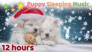 ☆ 12 HOURS ☆ Christmas SLEEP MUSIC for Dogs 🎄🎅 ♫ SLEEP MUSIC for Dogs 🐶 Puppy Sleeping Music [upl. by Zenitram]