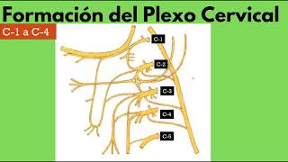 Plexo Cervical Primera Parte [upl. by Philo]