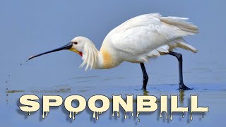 Eurasian spoonbill call spoonbill sound [upl. by Nalrah541]