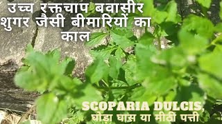 Scoparia dulcis  Meethi Patti Ghoda Ghans Herbs [upl. by Hgieleak]