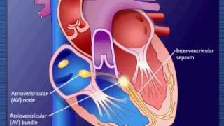 Conducting System Of The Heart [upl. by Adnael60]