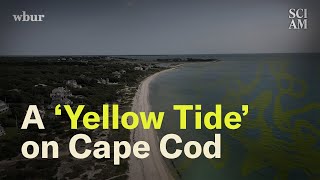 Cape Cod Has a Big Problem Simmering Just Below Its Surface [upl. by Nafri448]