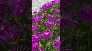 Delosperma Cooperi  Ice Plant history funfacts horticulture plants [upl. by Aizatsana]