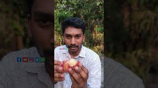 2024 ആദ്യ റമ്പൂട്ടാൻ കഴിച്ചപ്പോൾ 😋😋😋😋rumbuttanfruit [upl. by Hyacinthie932]