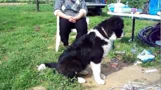 karakachan dog 5 months old [upl. by Ahsieit]