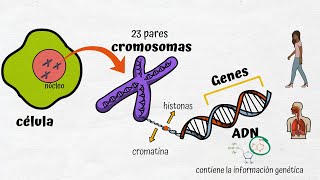 ADN Cromosomas y Genes [upl. by Otiragram336]