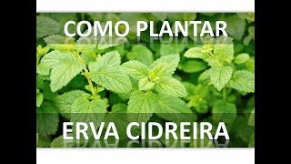 Como plantar e cultivar Erva Cidreira em Vaso INÍCIO MEIO E FIM [upl. by Proudfoot]