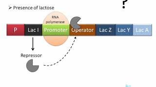 Lac Operon  regulation of gene expression in prokaryotes [upl. by Fisuoy687]