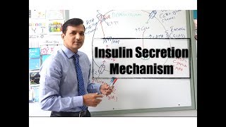 Insulin Secretion Mechanism [upl. by Tarsuss]