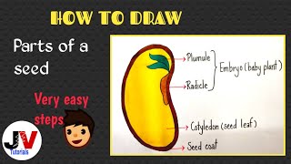 Parts of a seed drawinghow to draw a neat diagram of seed [upl. by Duhl]