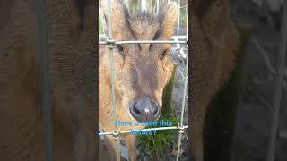 Muntjac deer [upl. by Leugimesoj]