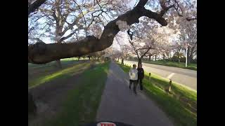 Hagley Park cherry blossom 12th September 2023 [upl. by Kristan]