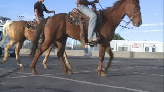 Students suspended after riding horses to school [upl. by Romola]