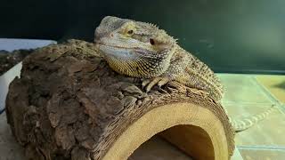 IS OUR BEARDED DRAGON GOING TO LAY EGGS  A Lotl Love [upl. by Jelks781]